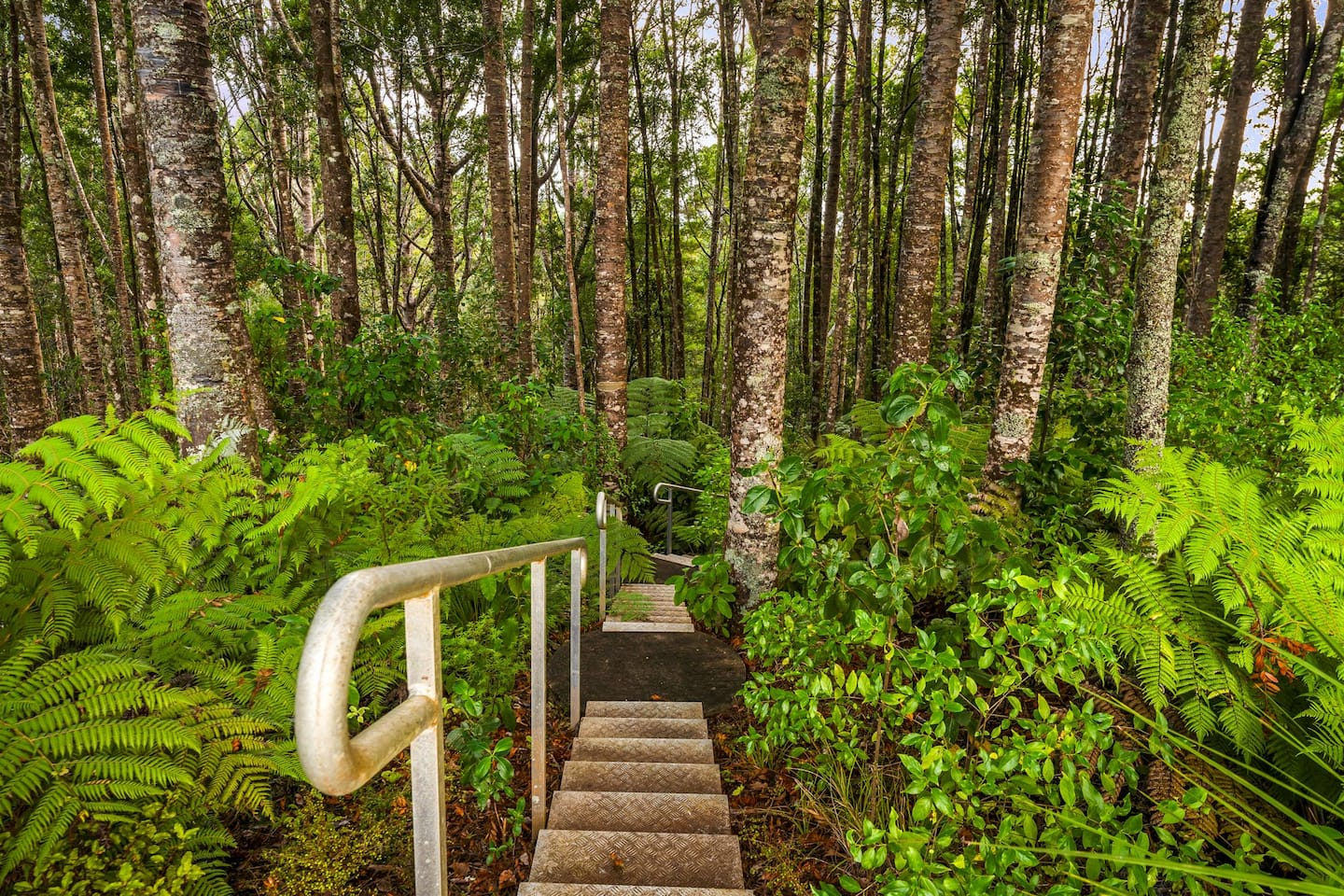 Kauri Sanctuary walkway